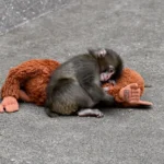 Punch scimietta senza famiglia peluche